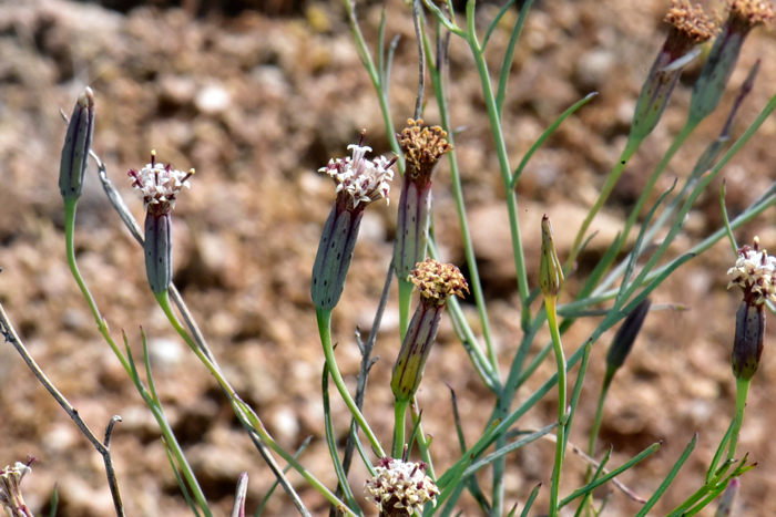 Slender Poreleaf has solitary flowers on branch tips and note that the flower heads have dark purple oil glands. Porophyllum gracile